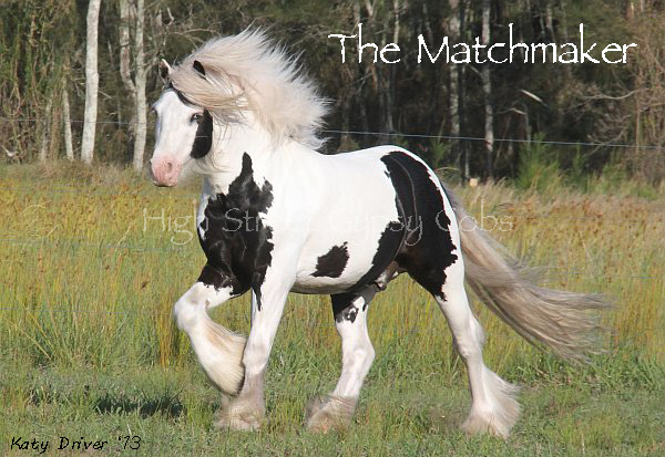 The Matchmaker - Stallion at Stud