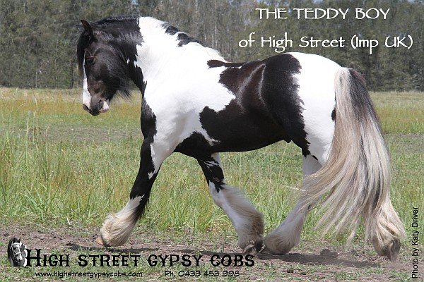 The Teddy Boy of High Street.