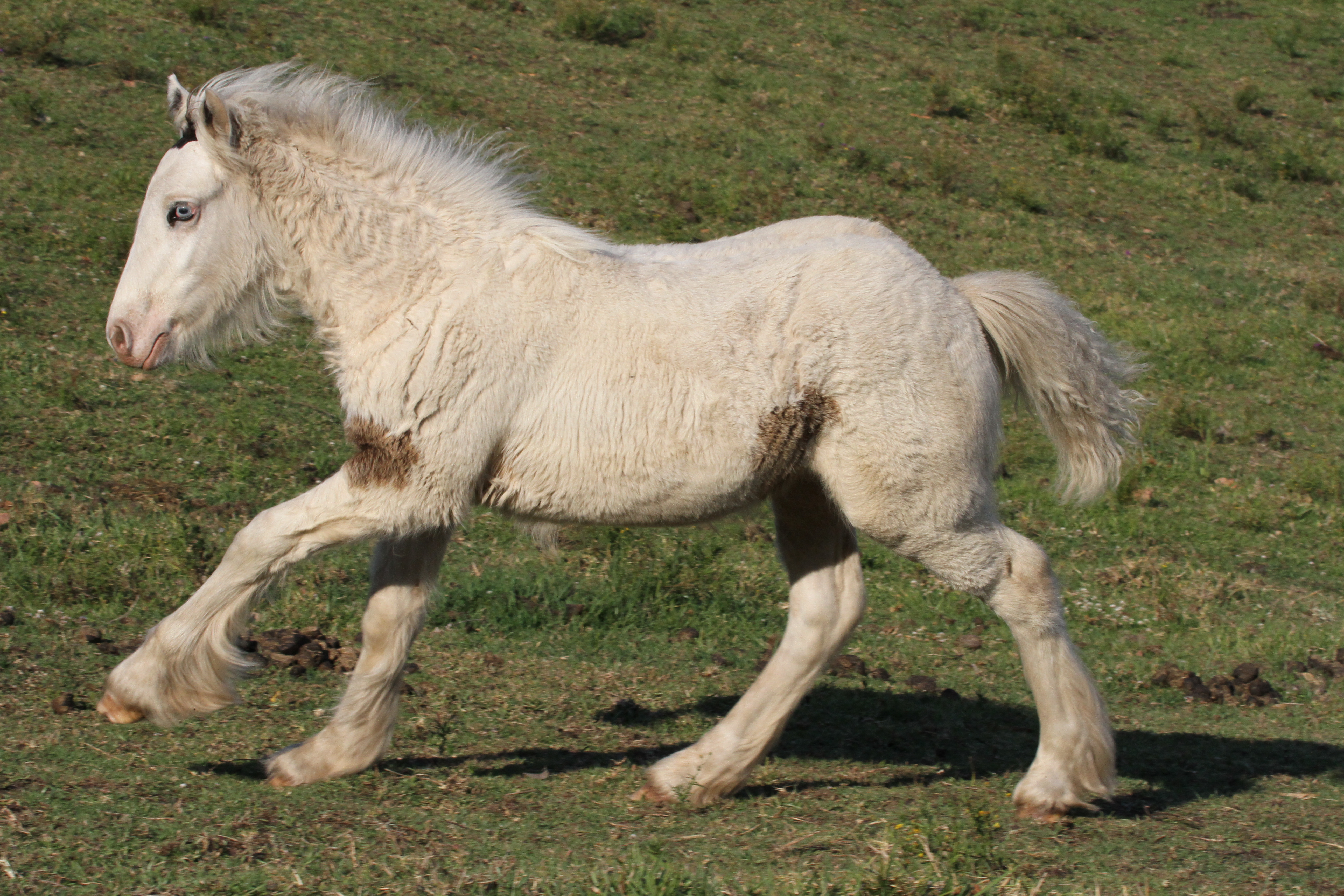 2012 foal High Streets Ondine