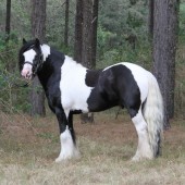 Gypsy Vanner, Gypsy Horse, Gypsy Cob stallion THE PAINTED WARRIOR. Owned by High Street Gypsy Cobs Australia.