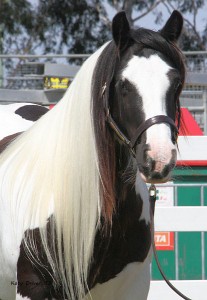 Gypsy Cob, Gypsy Horse, Gypsy Vanner, Pin