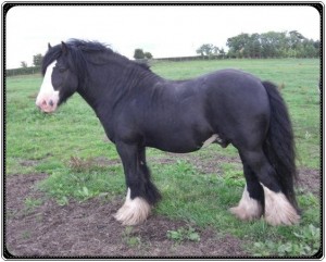 SIRE: The original Horseshoe Stallion IMP UK