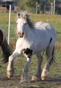 Gypsy Cob, Gypsy Vanner, Gypsy Horse for sale at High Street Gypsy Cobs