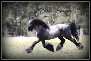 Gypsy Cob, Gypsy Horse, Gypsy Vanner, SD Blue Suede of High Street GYpsy Cobs