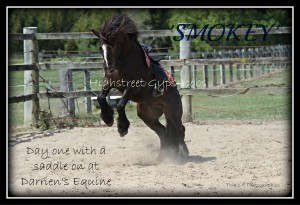 Gypsy Cob, Gypsy Horse, Gypsy Vanner, Stallion at Stud, Smokey of High Street Gypsy Cobs, Australia.