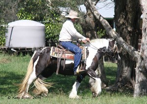 Gypsy Cob for sale, Gypsy Horse for sale, Gypsy Vanner for sale at High Street Gypsy Cobs. Primrose of High Street Gypsy Cobs Imp UK, Gypsy Cob mare Australia for sale at High Street Gypsy Cobs Gypsy Vanner, Irish Tinker. Gypsy Horse