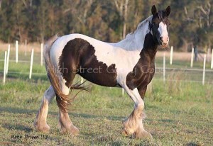 Gypsy cob for sale