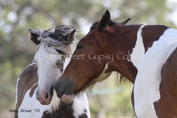 Drum Horse, Gypsy Cob for sale at High Street Gypsy Cobs