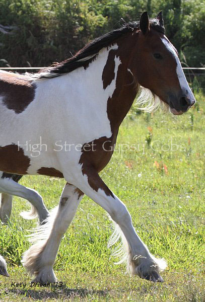 Drum Horse, Gypsy Cob for sale at High Street Gypsy Cobs