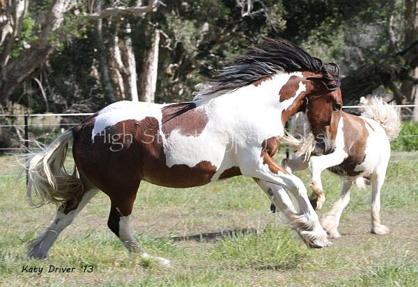 Drum Horse, Gypsy Cob for sale at High Street Gypsy Cobs