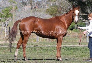 Chessie is confirmed in foal to ITS Boester