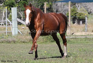 Gypsy sporthorse for sale, Gypsy Cob part bred for sale, mare in foal at High Street Gypsy Cobs