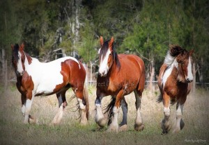 Drum horse for sale, gypsy cob, gypay vanner, gypsy horse at high street gypsy cobs