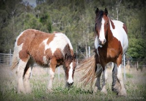 Drum horse for sale, gypsy cob, gypay vanner, gypsy horse at high street gypsy cobs