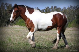 Drum horse for sale, gypsy cob, gypay vanner, gypsy horse at high street gypsy cobs