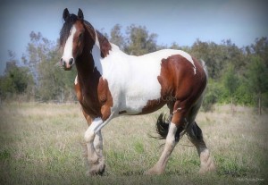 Drum horse for sale, gypsy cob, gypay vanner, gypsy horse at high street gypsy cobs
