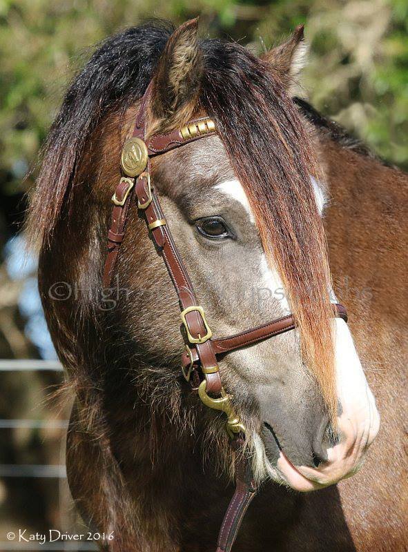 Gypsy Cob Stallion At Stud, Gypsy Cob for sale Australia, Gypsy Horse, Gypsy Vanner, Stallion at stud, Heavy horse, Wedding Horse, High Street GYpsy cobs