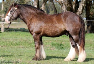 Gypsy cob for sale australia, Gypsy cob stallion at stud, heavy horse, Gypsy Vanner, Gypsy Horse, Stallion at Stud, High Street Gypsy cobs