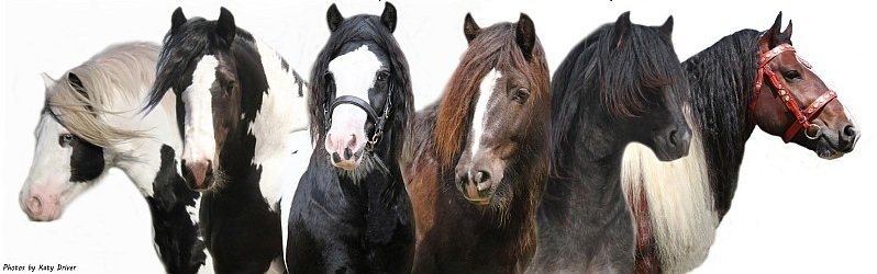 Horse Hire, Wedding Carriage, Gypsy Horse for weddings, Television, Film, Commercials, Photo Shoots, Fashion Shoots, Gypsy Cob, Gypsy Vanner at stud, for sale at High Street Gypsy Cobs Australia