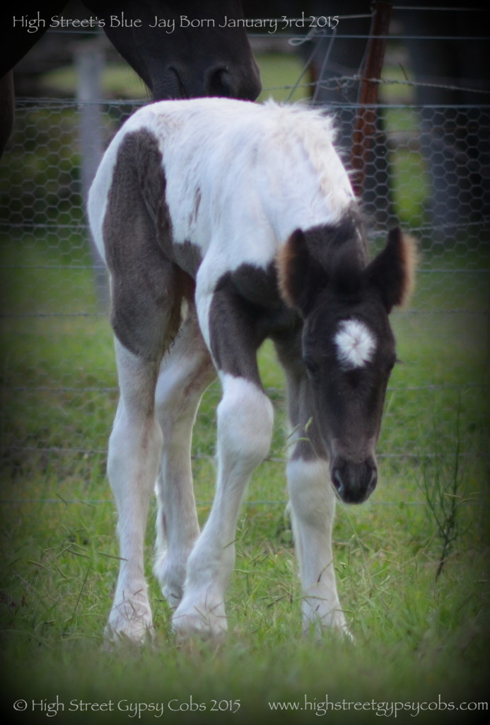 blue roan tobiano gypsy cob colt, blue gypsy horse foal, gypsy banner for sale at High Street Gypsy Cobs Australia.