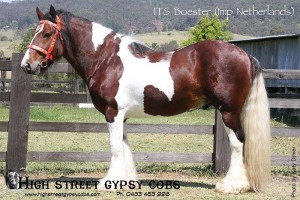 gypsy cob stallion at stud, gypsy horse, gypsy banner, gypsy cob for sale australia