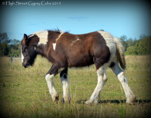 gypsy cob for sale australia, gypsy horse, gypsy vanner, at high street gypsy cobs