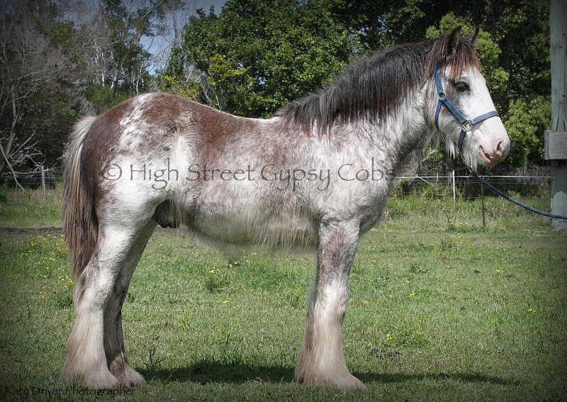 Gypsy Cob for sale at High TSreet Gypsy Cobs Australia, Gypsy Horse, Gypsy Vanner, Blagdon, blue roan, coloured cob,
