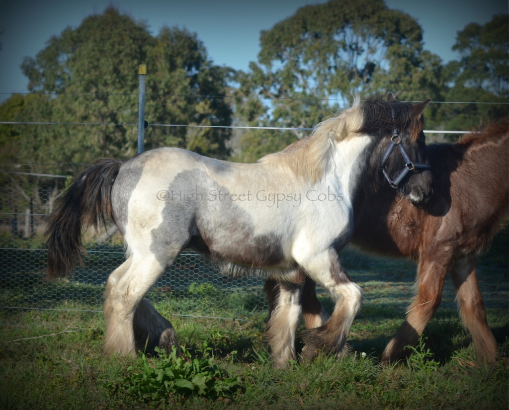 gypsy cob for sale, gypsy horse for sale, blue roan tobiano colt, gypsy vanner at High Street Gypsy Cobs Australia