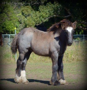 gypsy cob for sale australia, gysy banner, heavy horse, blue roan filly foal at High Street Gypsy Cobs