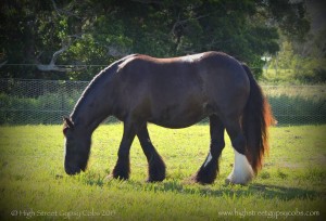 gYPSY COB FOr sale australia, gypsy horse for sale, gypsy vanner for sale, high street gypsy cobs