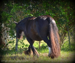 gypsy cob for sale australia, gypsy horse, gypsy banner at high street gypsy cobs