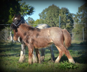 High Street's red suede, red roan gypsy cob for sale australia, gypsy horse for sale, gypsy vanner for sale at High Street Gypsy Cobs Australia, colt, foal