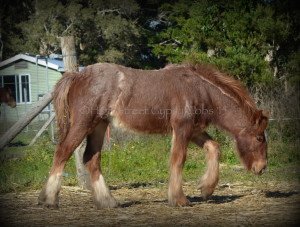 red roan gypsy cob for sale australia, gypsy horse for sale, gypsy vanner for sale at High Street Gypsy Cobs Australia, colt, foal