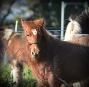 High Street's red suede, red roan gypsy cob for sale australia, gypsy horse for sale, gypsy vanner for sale at High Street Gypsy Cobs Australia, colt, foal