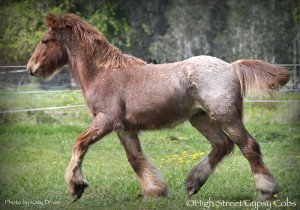 High Street's red Suede, Gypsy Cob for sale at High Street Gypsy Cobs, Australia, Gypsy Horse, Gypsy Vanner, red Roan, colt, foal, gelding for sale
