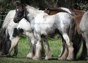 High Streets Blue Jay, Gypsy Cob for sale at High Street Gypsy Cobs Australia, Gypsy Horse, Gypsy Vanner, blue roan tobiano, coloured cob, gypsy cob for sale, gypsy horse for sale, drum horse australia, blue roan tobiano colt, gypsy vanner at High Street Gypsy Cobs Australia, heavy horse for sale,  blue roan pinto, draft horse, foal, colt, gypsy cob stallion at stud, foal for sale, 