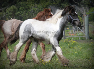 High Streets Blue Jay, Gypsy Cob for sale at High Street Gypsy Cobs Australia, Gypsy Horse, Gypsy Vanner, blue roan tobiano, coloured cob, gypsy cob for sale, gypsy horse for sale, drum horse australia, blue roan tobiano colt, gypsy vanner at High Street Gypsy Cobs Australia, heavy horse for sale,  blue roan pinto, draft horse, foal, colt, gypsy cob stallion at stud, foal for sale, 