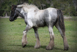 High Streets Blue Jay, Gypsy Cob for sale at High Street Gypsy Cobs Australia, Gypsy Horse, Gypsy Vanner, blue roan tobiano, coloured cob, 