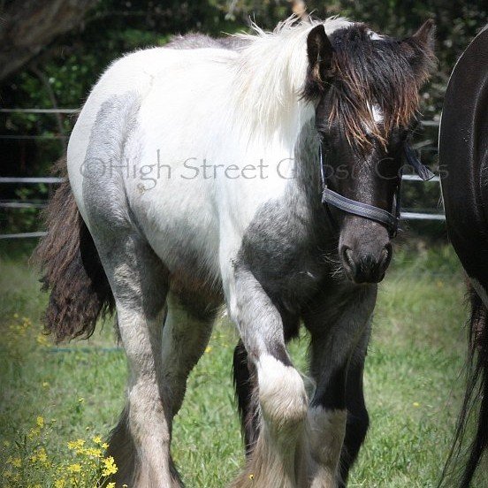 High Streets Blue Jay, Gypsy Cob for sale at High Street Gypsy Cobs Australia, Gypsy Horse, Gypsy Vanner, blue roan tobiano, coloured cob, gypsy cob for sale, gypsy horse for sale, drum horse australia, blue roan tobiano colt, gypsy vanner at High Street Gypsy Cobs Australia, heavy horse for sale,  blue roan pinto, draft horse, foal, colt, gypsy cob stallion at stud, foal for sale, 