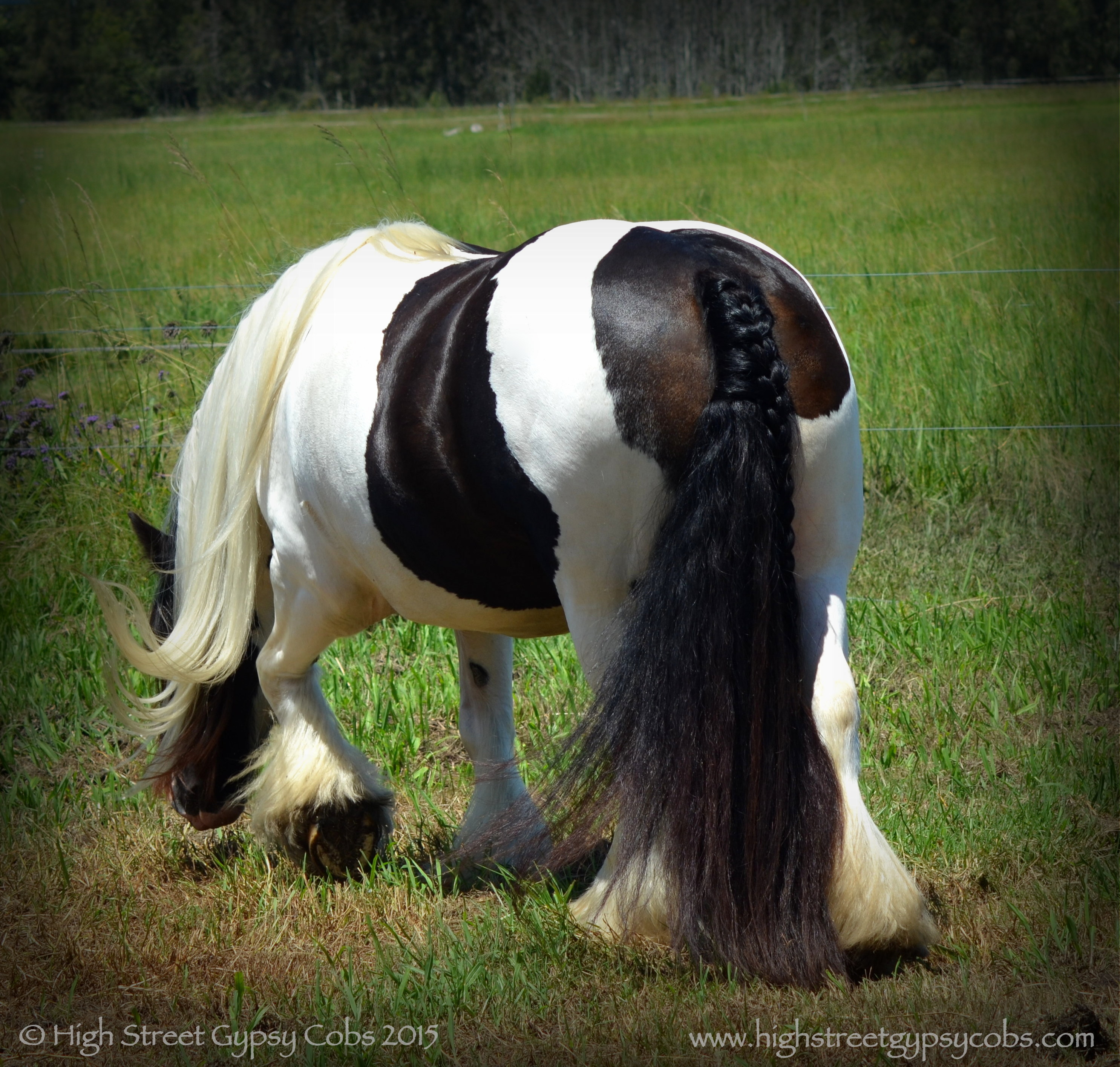 gypsy cob for sale, gypsy horse for sale, blue roan tobiano colt, gypsy vanner at High Street Gypsy Cobs Australia, heavy horse for sale, blue roan pinto, draft horse, foal, colt,
