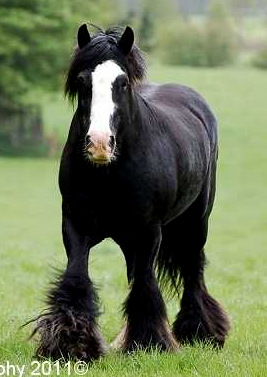 Gypsy cob for sale australia, gypsy horse for sale, gypsy vanner for ...