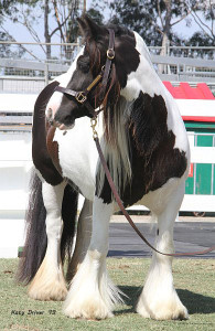 Gypsy cob for sale australia, gypsy horse for sale, gypsy vanner for sale, blue foal, colt at High Street Gypsy Cobs, heavy horse, draft horse, High Street Gypsy Cobs, Pinto, stallion at stud