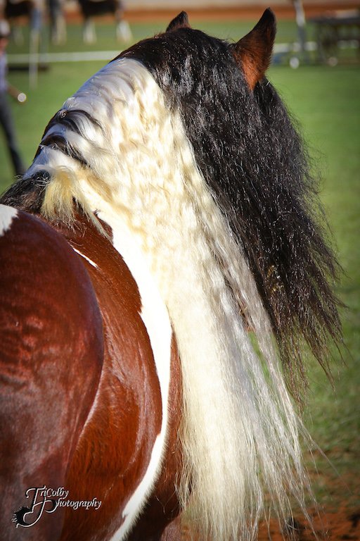 gypsy cob stallion at stud, gypsy cob for sale, pinto, coloured cob, gypsy banner at High Street Gypsy Cobs Australia, ITS Boester of High Street Gypsy Cobs
