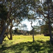 pet friendly accomodation in Ballina, byron bay, horse friendly accomodation, camping, caravan park, high street farm, agistment, horse hotel, holiday accomodation wardell