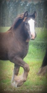 gypsy cob for sale, the lioness, ypsy vanner, high street gypsy cobs australia, gypsy horse