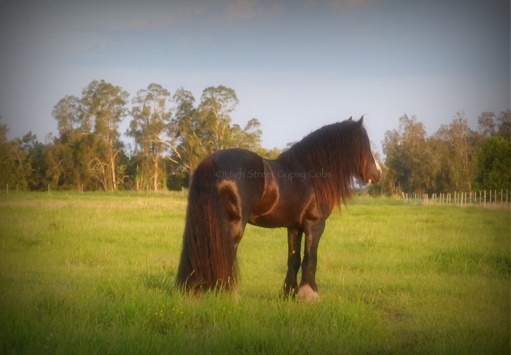 gypsy cob for sale, high street gypsy cob