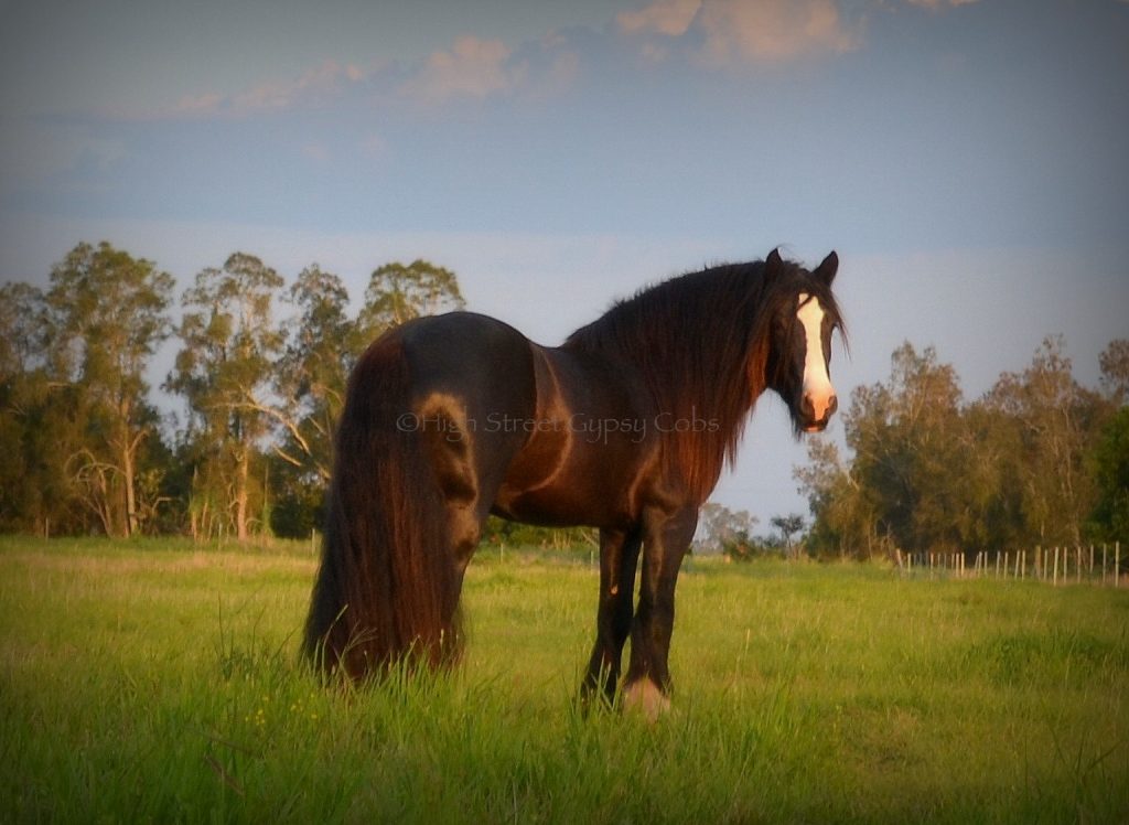 gypsy cob for sale, high street gypsy cob