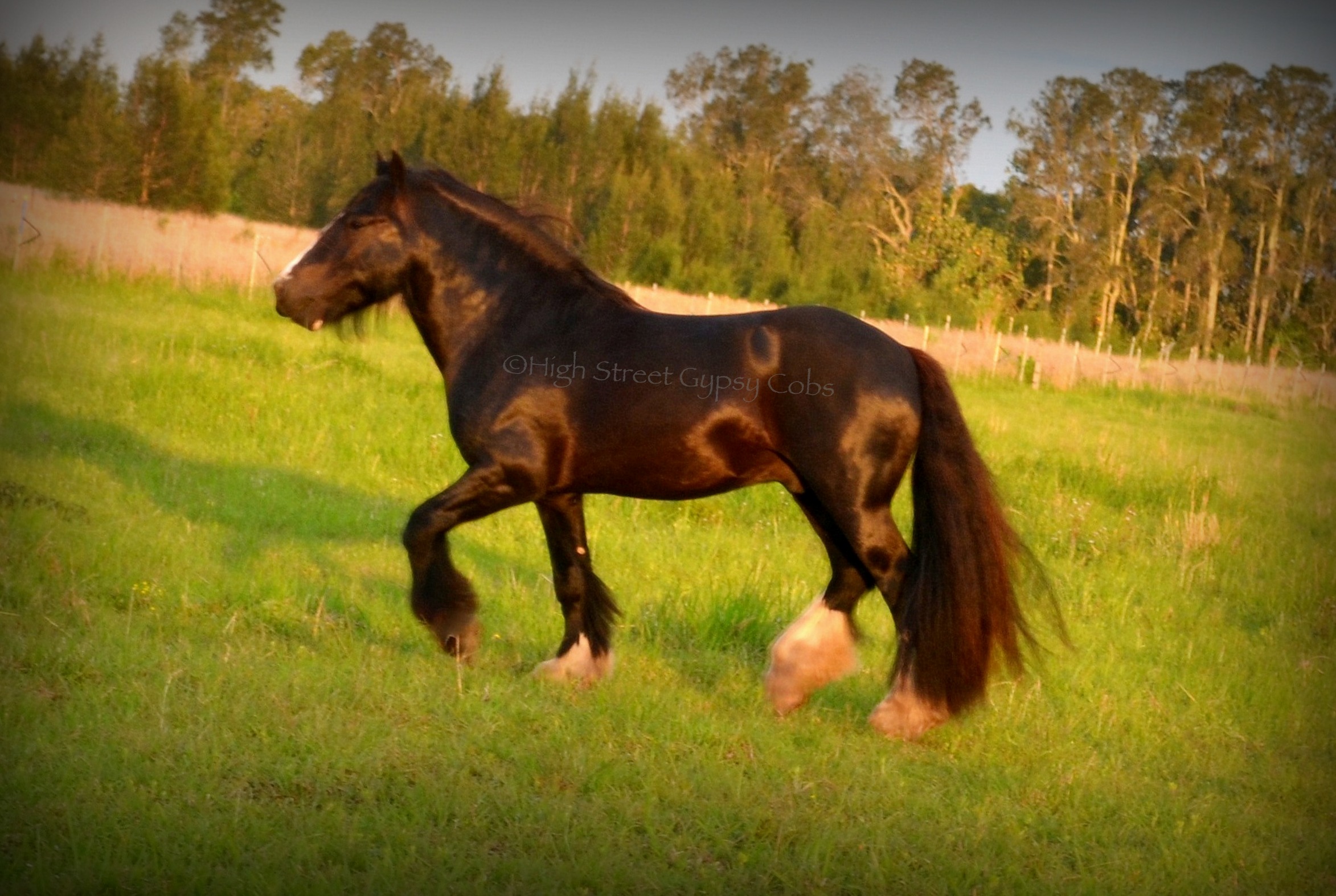 gypsy cob for sale, high street gypsy cob