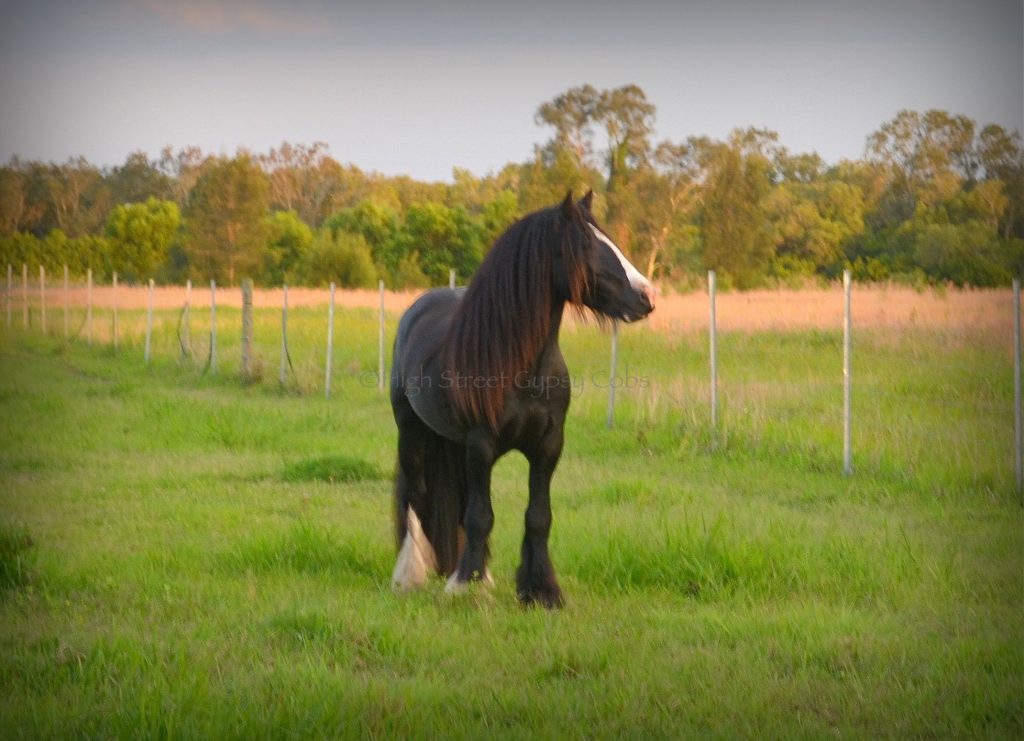 gypsy cob for sale, high street gypsy cob