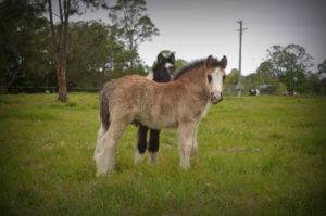 gypsy cobs for sale, gypsy vanner, gypsy horse for sale